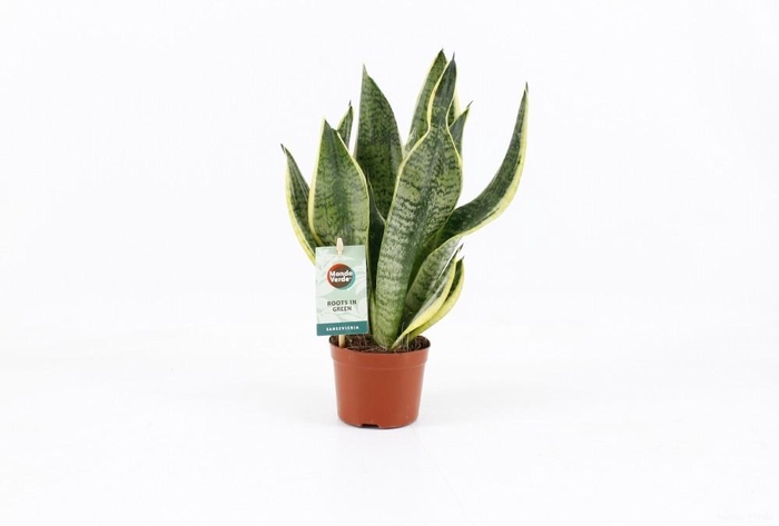 <h4>Sansevieria futura Superba</h4>