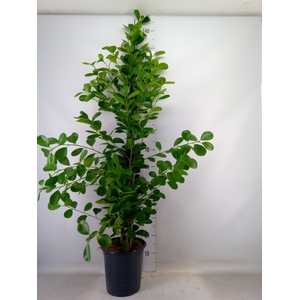 Ficus microcarpa 'Moclame'
