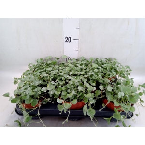 Dichondra argentea 'Silver Falls'