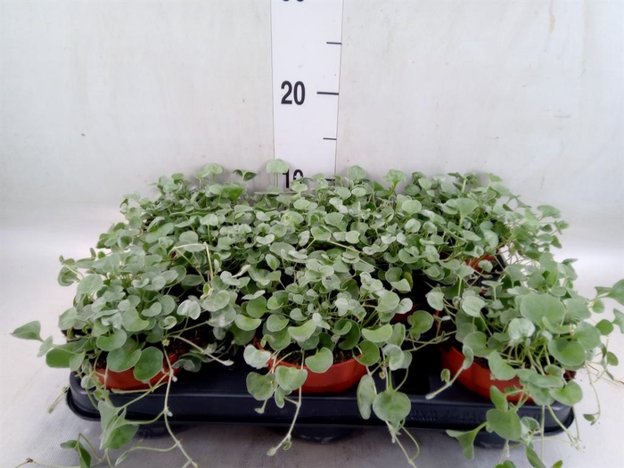 <h4>Dichondra argentea 'Silver Falls'</h4>