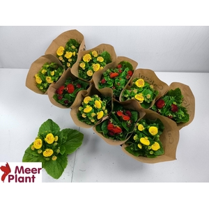 CALC X HERBEOHYBRIDA