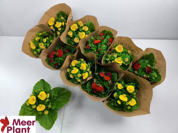 <h4>CALC X HERBEOHYBRIDA</h4>