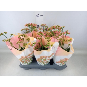 Kalanchoe  'WildFlow Ladylike'