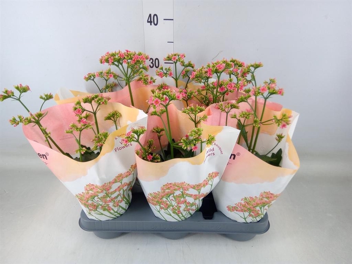 <h4>Kalanchoe  'WildFlow Ladylike'</h4>