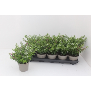 CUPH HYSSOPIFOLIA