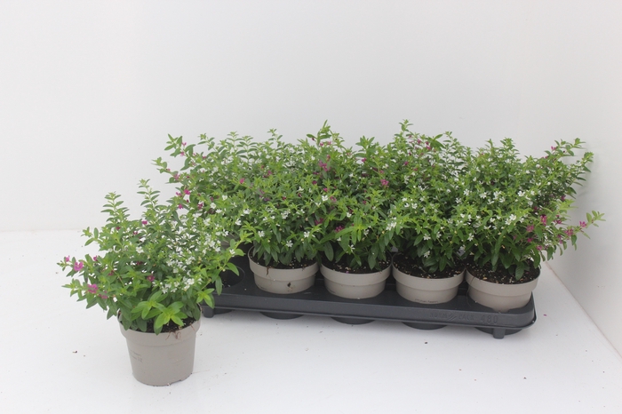 <h4>CUPH HYSSOPIFOLIA</h4>