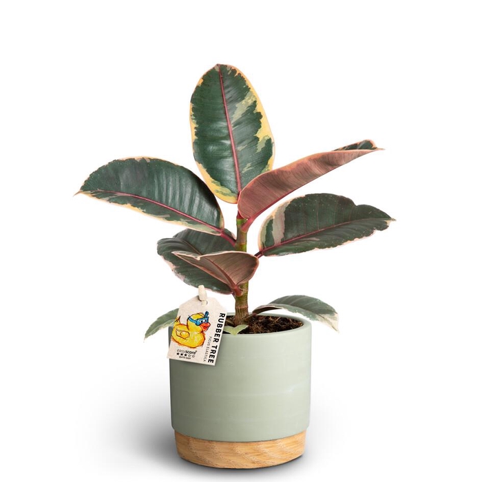 <h4>FICUS ELASTICA</h4>