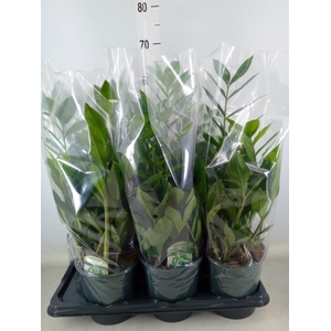 Zamioculcas zamiifolia