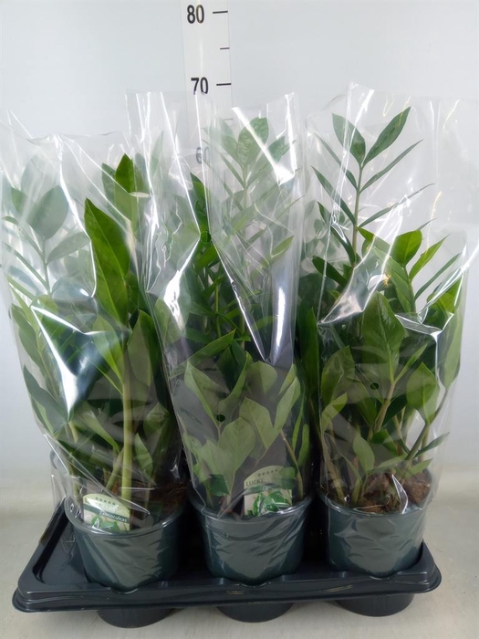 <h4>Zamioculcas zamiifolia</h4>