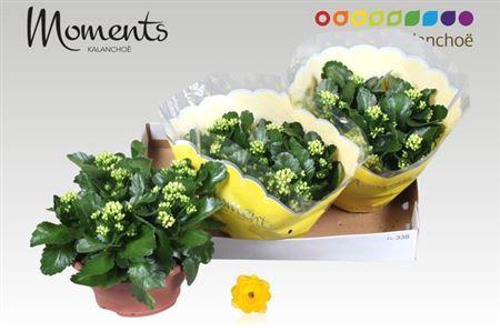 <h4>Kal Ge Sfinx Yellow</h4>