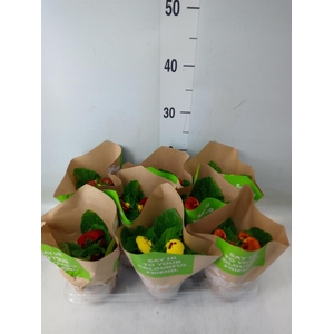 Calceolaria herbeohybrida