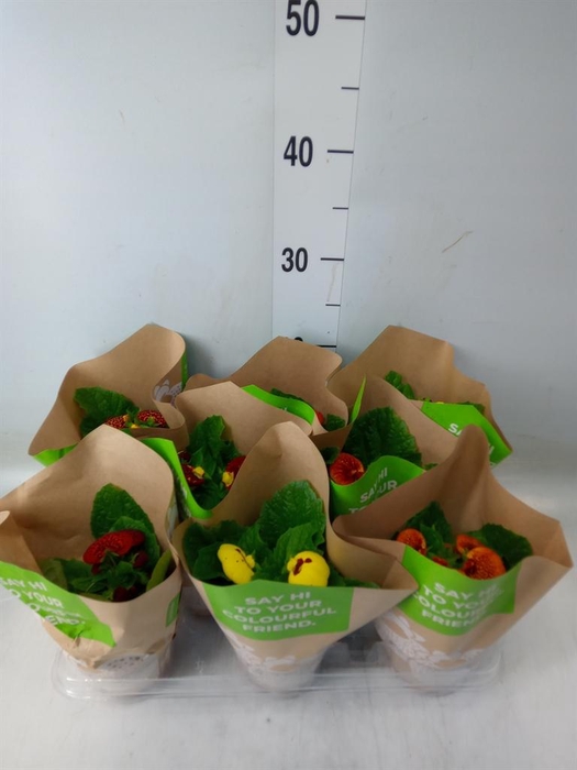 <h4>Calceolaria herbeohybrida</h4>
