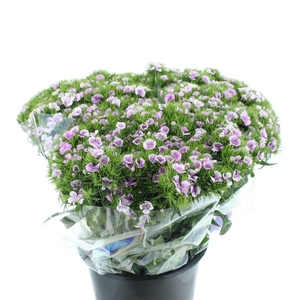 Di Barb Ball White / Purple Super