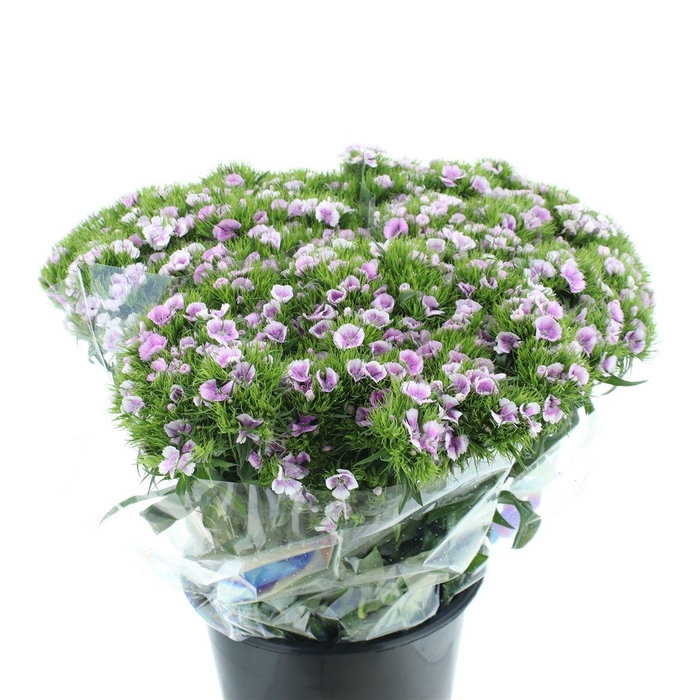 <h4>Di Barb Ball White / Purple Super</h4>