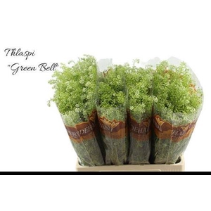 Lep Ru Green Bell