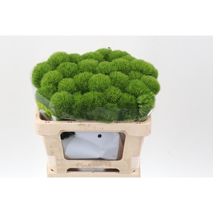 Di Barb Kiwi Mellow 50cm