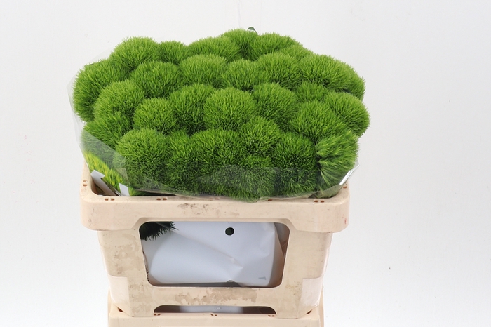 <h4>Di Barb Kiwi Mellow 50cm</h4>