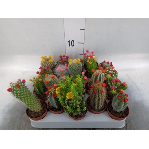 Cactus ...decorated