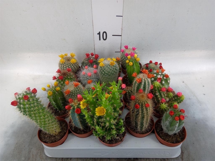 <h4>Cactus   ...decorated</h4>
