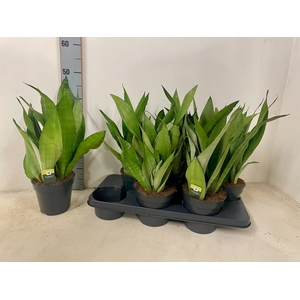 Sansevieria trifasciata Moonshine 15Ø 50cm