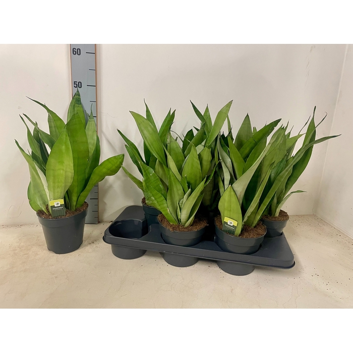 <h4>Sansevieria trifasciata Moonshine 15Ø 50cm</h4>