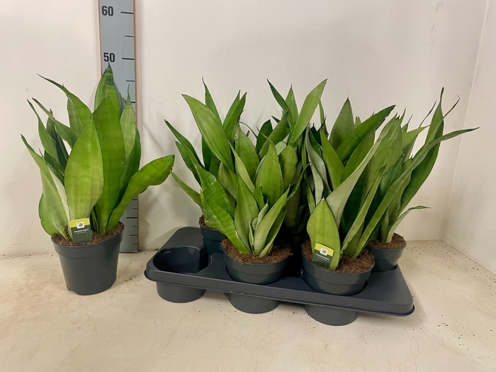 Sansevieria trifasciata Moonshine 15Ø 50cm