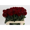 Dahlia Red Fox