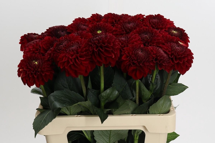 <h4>Dahlia Red Fox</h4>