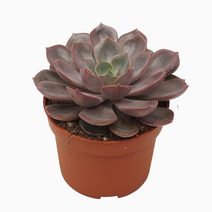 <h4>Echeveria   ...</h4>