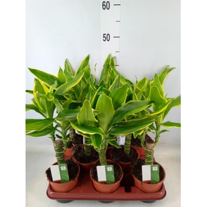 Dracaena frag. 'Yellow Coast'