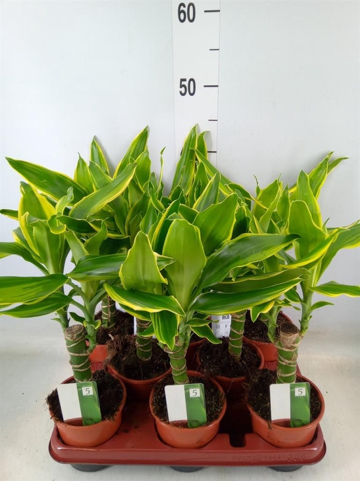 <h4>Dracaena frag. 'Yellow Coast'</h4>