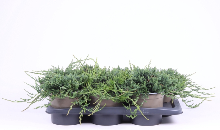 <h4>Juniperus horizontalis 'Wiltonii'</h4>