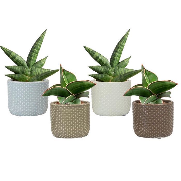 <h4>SANSEVIERIA HYBRID p6</h4>
