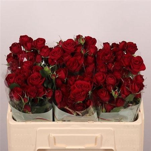 R Tr Red Trendsetter X5