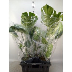 Monstera delic.