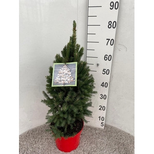 PICEA GL SUPER GREEN