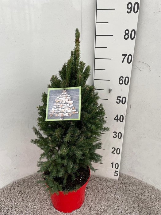 <h4>PICEA GL SUPER GREEN</h4>