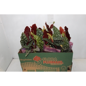 BEGONIA MACULATA P13 PO