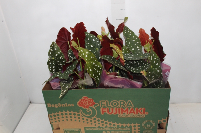 <h4>BEGONIA MACULATA P13 PO</h4>
