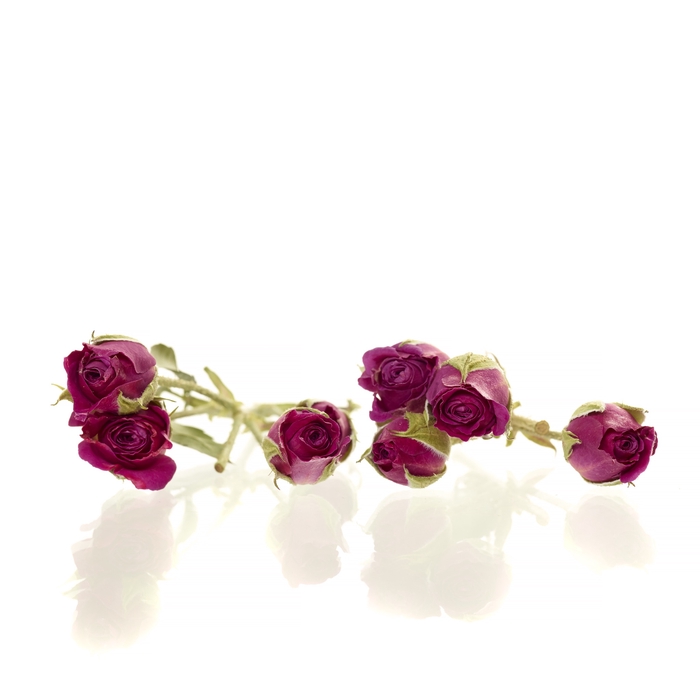 Sprayroses 20pc dark pink