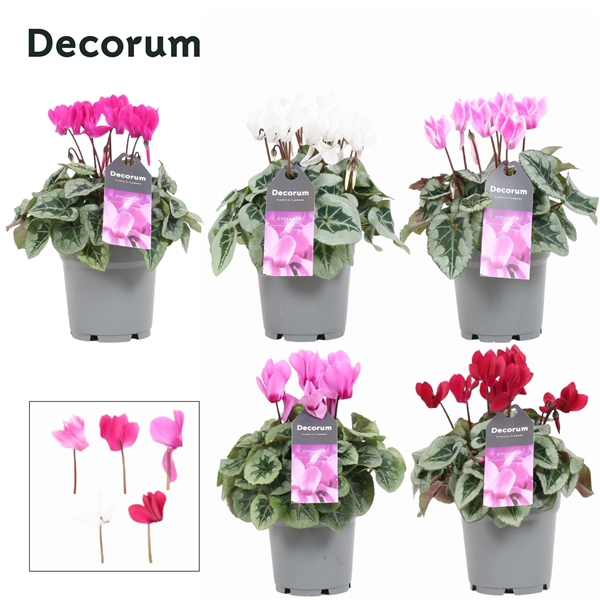 <h4>Cyclaam Magical Feelings (Decorum)</h4>