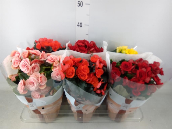 <h4>Begonia elat. DU   ...mix</h4>