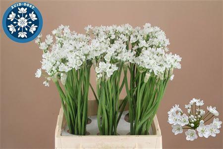 <h4>ALLIUM FLOCON</h4>