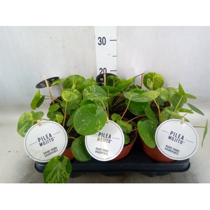 Pilea peperomoides