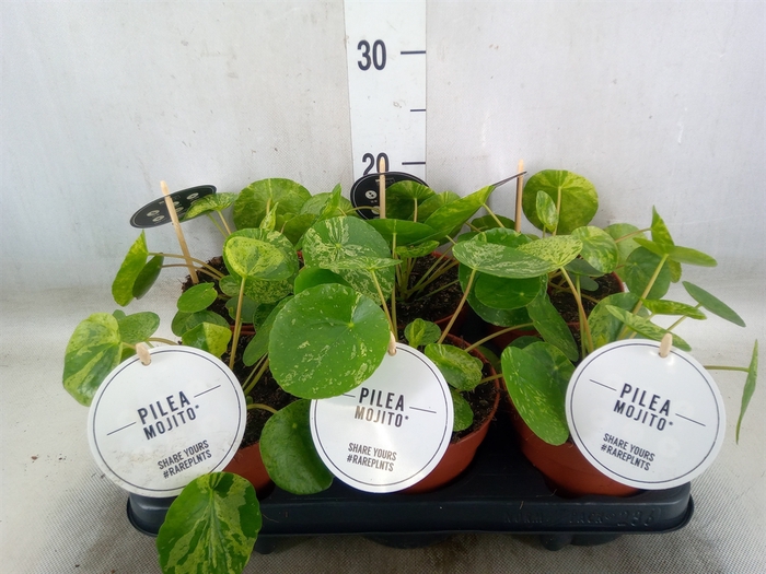 <h4>Pilea peperomoides</h4>