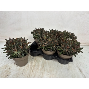 KALANCHOE TOMENTOSA