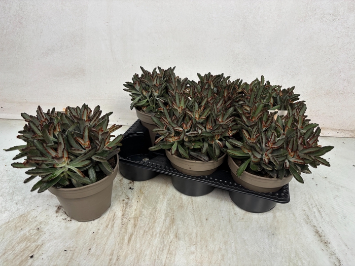 <h4>KALANCHOE TOMENTOSA</h4>