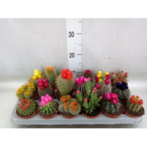Cactus   ...decorated
