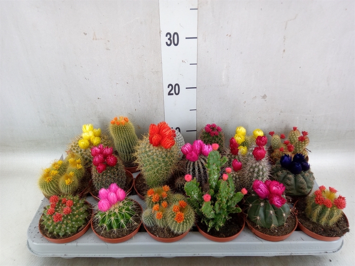 <h4>Cactus   ...decorated</h4>