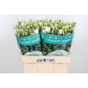 Eust Du Rosita White